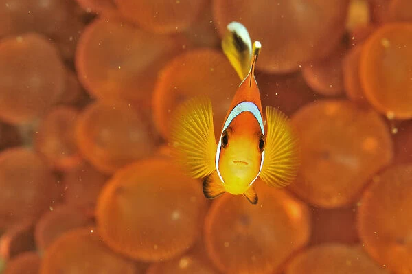 Oman anemonefish  /  clownfish (Amphiprion omanensis) in a a Bulb-tentacle sea anemone