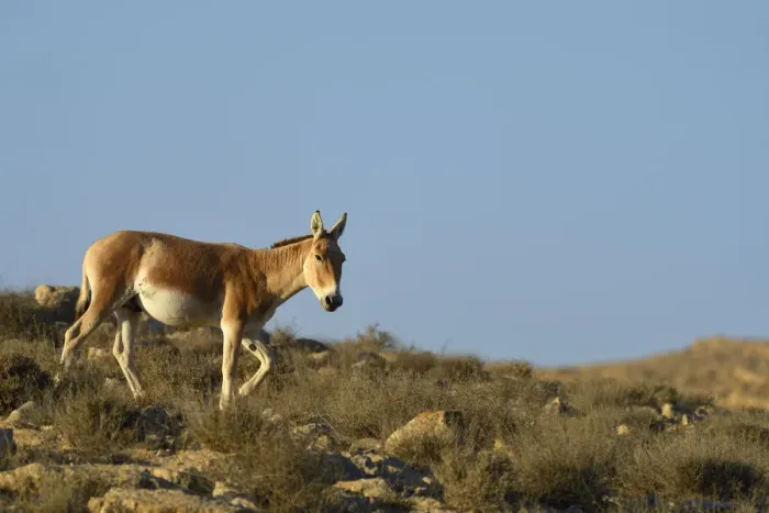 Framed Print : Onager (Equus hemionus), Negev desert, Israel, April