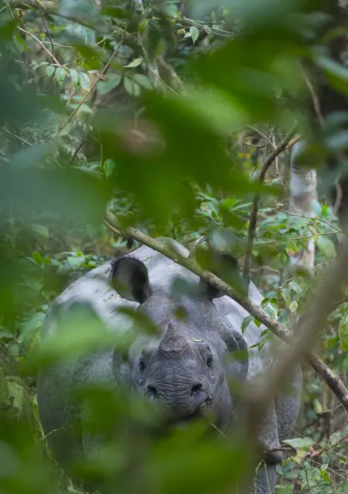 Framed Print : One-horned Asian rhinoceros (Rhinoceros unicornis), Chitwan National Park, Inner Terai lowlands Framed Print : One-horned Asian rhinoceros (Rhinoceros unicornis), Chitwan National Park, Inner Terai lowlands