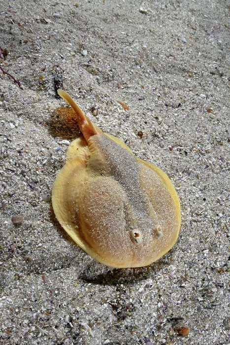 Framed Print : Onefin electric ray (Narke capensis) resting on sandy seabed, Millers Point, False Bay, South Africa, Atlantic Ocean Framed Print : Onefin electric ray (Narke capensis) resting on sandy seabed, Millers Point, False Bay, South Africa, Atlantic Ocean