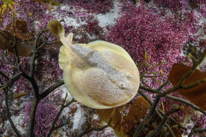 Framed Print : Onefin electric ray (Narke capensis) swimming over seaweed, Millers Point, False Bay, South Africa, Atlantic Ocean Framed Print : Onefin electric ray (Narke capensis) swimming over seaweed, Millers Point, False Bay, South Africa, Atlantic Ocean