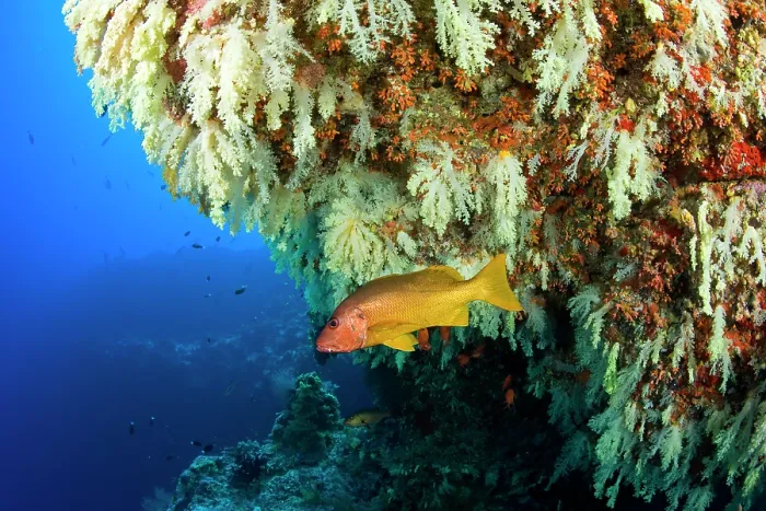Framed Print : Onespot snapper (Lutjanus monostigma) swimming beside soft corals at entrance to Fotteyo Caves, Maldives, Indian Ocean Framed Print : Onespot snapper (Lutjanus monostigma) swimming beside soft corals at entrance to Fotteyo Caves, Maldives, Indian Ocean