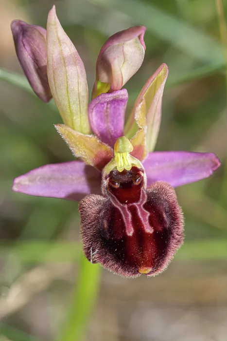Framed Print : Ophry x surdii orchid, hybrid between Ophrys passionis garganica x Ophrys tenthredinifera neglecta, close up of flower, Gargano, Puglia, Italy. April Framed Print : Ophry x surdii orchid, hybrid between Ophrys passionis garganica x Ophrys tenthredinifera neglecta, close up of flower, Gargano, Puglia, Italy. April