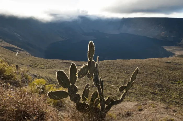 Framed Print : Opuntia cactus and volcanic caldera, Wolf Volcano, Isabela Island, Galapagos Islands
