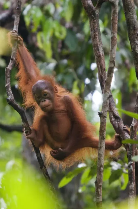 Framed Print : Orang utan (Pongo pygmaeus) baby climbing in branches of tree, Semengoh Nature reserve Framed Print : Orang utan (Pongo pygmaeus) baby climbing in branches of tree, Semengoh Nature reserve