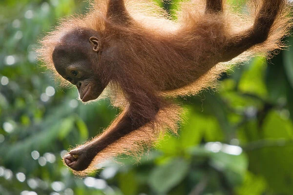 Orang utan (Pongo pygmaeus) baby climbing in trees, Semengoh Nature reserve, Sarawak
