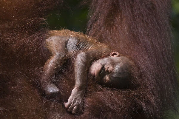 Orang utan (Pongo pygmaeus) baby sleeping in the arms of an adult, Semengoh Nature reserve