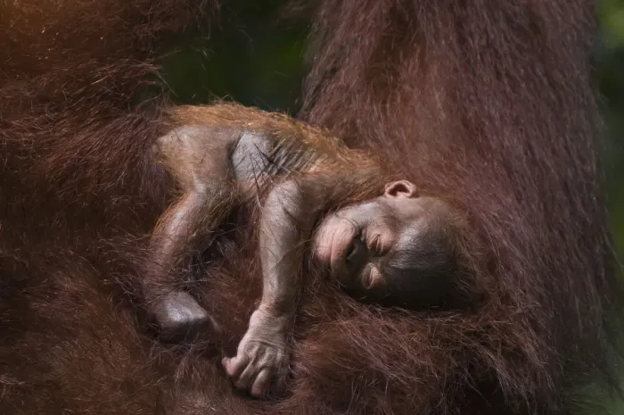 Framed Print : Orang utan (Pongo pygmaeus) baby sleeping in the arms of an adult, Semengoh Nature reserve Framed Print : Orang utan (Pongo pygmaeus) baby sleeping in the arms of an adult, Semengoh Nature reserve