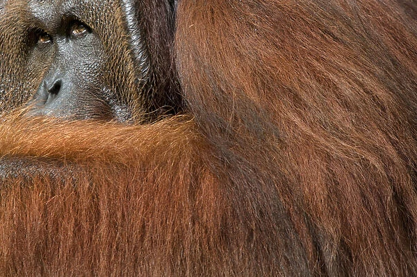 Orang utan (Pongo pygmaeus) head portrait of dominant male called Richie, Semengoh Nature reserve