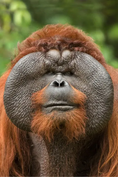 Framed Print : Orang utan (Pongo pygmaeus) head portrait of dominant male called Aman Framed Print : Orang utan (Pongo pygmaeus) head portrait of dominant male called Aman
