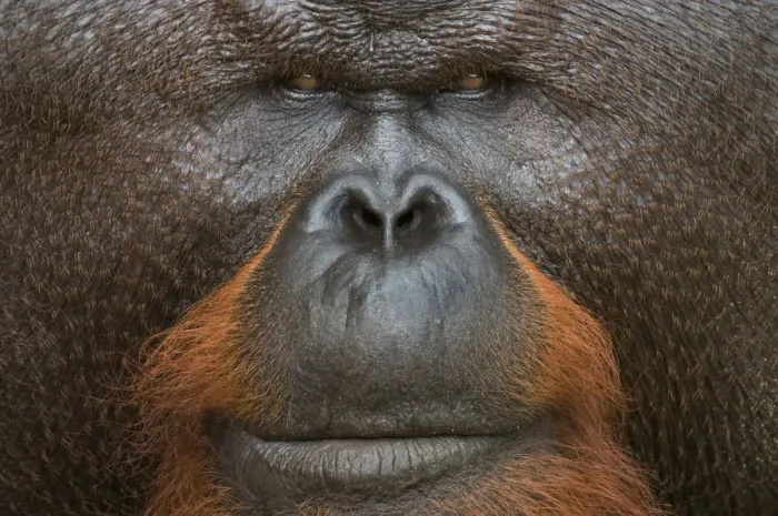 Framed Print : Orang utan (Pongo pygmaeus) head portrait of dominant male called Aman Framed Print : Orang utan (Pongo pygmaeus) head portrait of dominant male called Aman