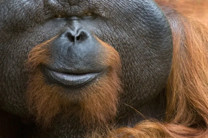 Framed Print : Orang utan (Pongo pygmaeus) head portrait of dominant male called Aman Framed Print : Orang utan (Pongo pygmaeus) head portrait of dominant male called Aman