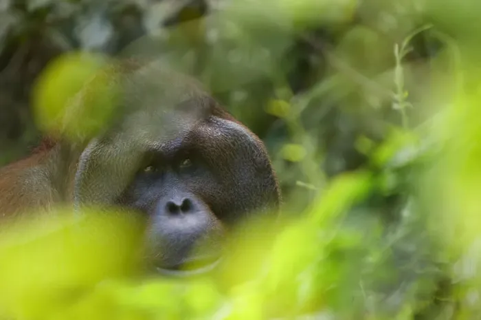 Framed Print : Orang utan (Pongo pygmaeus) head portrait of dominant male Richie, Semengoh Nature reserve