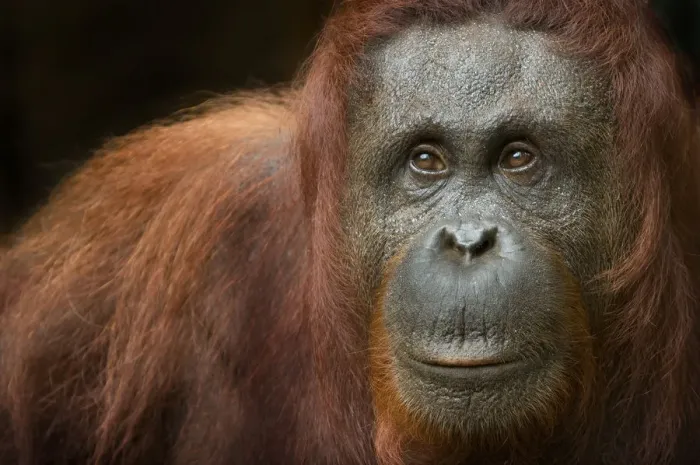Framed Print : Orang utan (Pongo pygmaeus) head portrait of female, Semengoh Nature reserve, Sarawak
