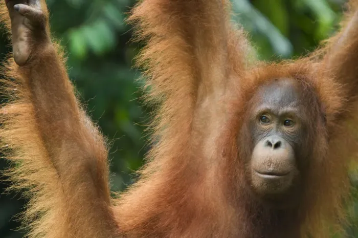 Framed Print : Orang utan (Pongo pygmaeus) portrait, swinging, Semengoh Nature reserve, Sarawak Framed Print : Orang utan (Pongo pygmaeus) portrait, swinging, Semengoh Nature reserve, Sarawak