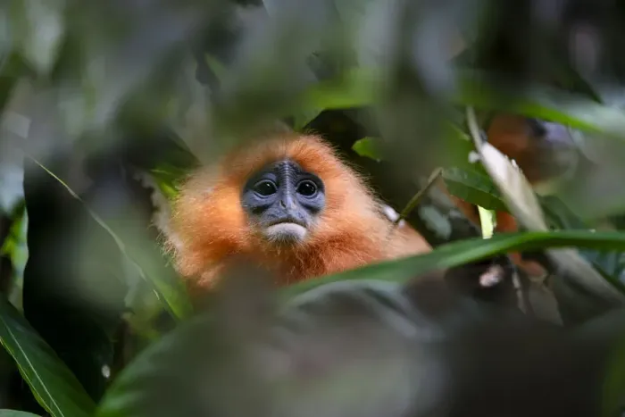 Framed Print : Orange backed red langur (Presbytis rubicunda chrysea) in rainforest understorey. Danum Valley, Sabah, Borneo, Malaysia Framed Print : Orange backed red langur (Presbytis rubicunda chrysea) in rainforest understorey. Danum Valley, Sabah, Borneo, Malaysia