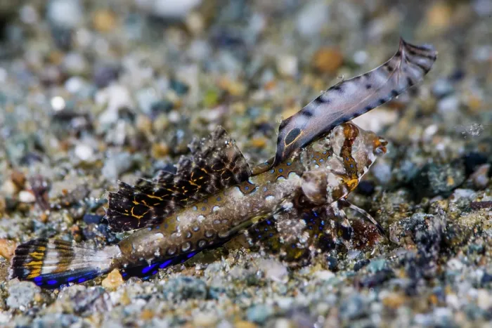 Framed Print : Orange and black dragonet (Dactylopus kuiteri) resting on a sandy seabed, Lembeh Strait, Indonesia, Pacific Ocean Framed Print : Orange and black dragonet (Dactylopus kuiteri) resting on a sandy seabed, Lembeh Strait, Indonesia, Pacific Ocean