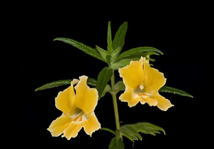 Framed Print : Orange bush monkeyflower (Mimulus aurantiacus). Native to California and Oregon, USA