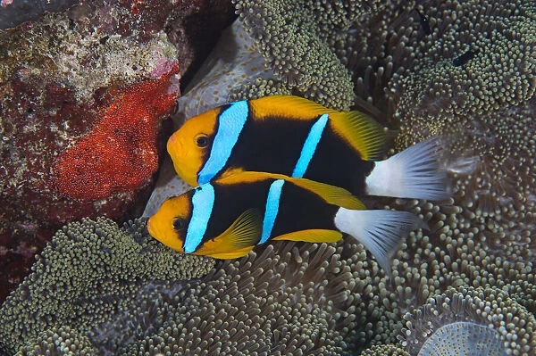 Orange-finned anemonefish (Amphiprion chrysopterus) guarding their recently spawned red