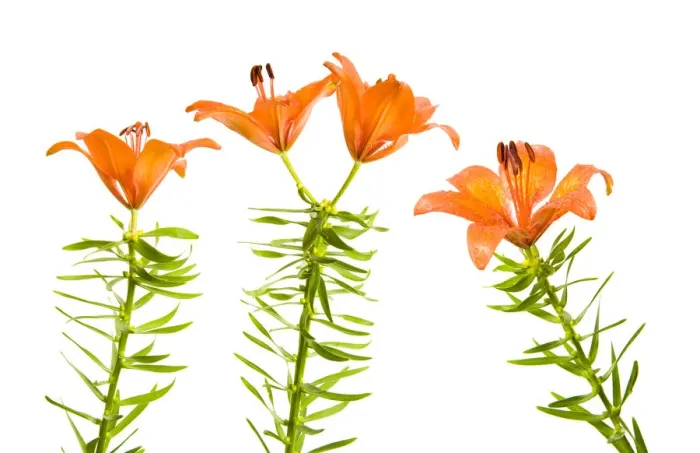 Framed Print : Orange / Fire lily (Lilium bulbiferum) flowers, Fliess, Naturpark Kaunergrat, Tirol Framed Print : Orange / Fire lily (Lilium bulbiferum) flowers, Fliess, Naturpark Kaunergrat, Tirol
