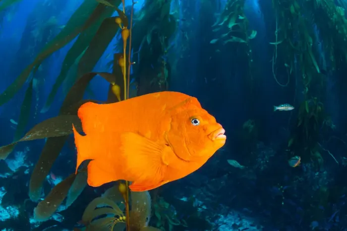 Framed Print : Orange garibaldi damselfish (Hypsypops rubicundus) in a giant kelp (Macrocystis pyrifera