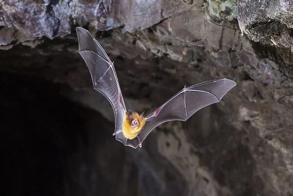 Orange leaf-nosed bat (Rhinonicteris aurantia) flying out of abandoned mine in late evening, Pine Creek, Northern Territory, Australia