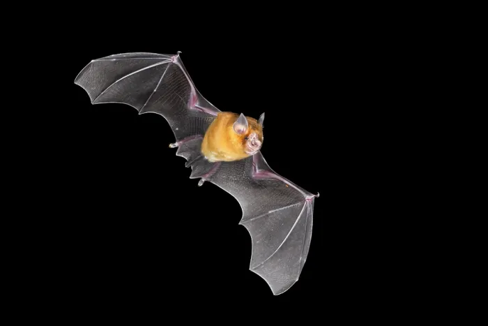 Framed Print : Orange leaf-nosed bat (Rhinonicteris aurantia) in flight at night, Adelaide River Hills, Northern Territory, Australia Framed Print : Orange leaf-nosed bat (Rhinonicteris aurantia) in flight at night, Adelaide River Hills, Northern Territory, Australia