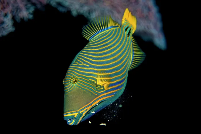 Framed Print : Orange-lined triggerfish (Balistapus undulatus) spitting out sand while feeding on a coral reef, Ras Mohammed, Sinai, Egypt, Red Sea Framed Print : Orange-lined triggerfish (Balistapus undulatus) spitting out sand while feeding on a coral reef, Ras Mohammed, Sinai, Egypt, Red Sea