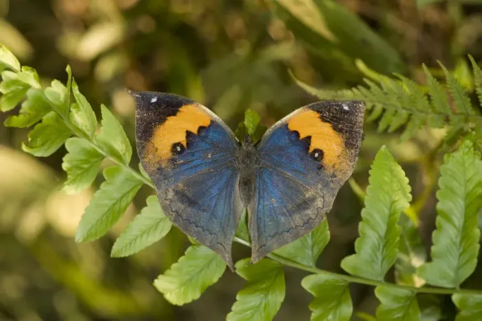 Framed Print : Orange oakleaf / Dead leaf butterfly (Kallima inachus) resting on fern frond Framed Print : Orange oakleaf / Dead leaf butterfly (Kallima inachus) resting on fern frond