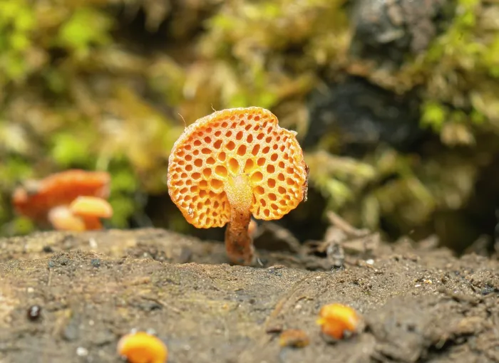Framed Print : Orange ping-pong bat fungus (Favolaschia claudopus) close up, Fowey, Cornwall, UK. August