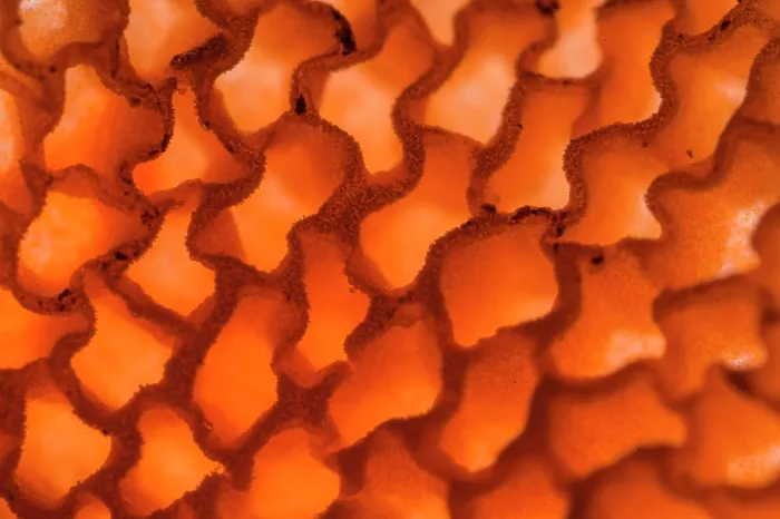 Framed Print : Orange pore fungus (Favolaschia claudopus) gills detail, Genoa, Italy. November Framed Print : Orange pore fungus (Favolaschia claudopus) gills detail, Genoa, Italy. November