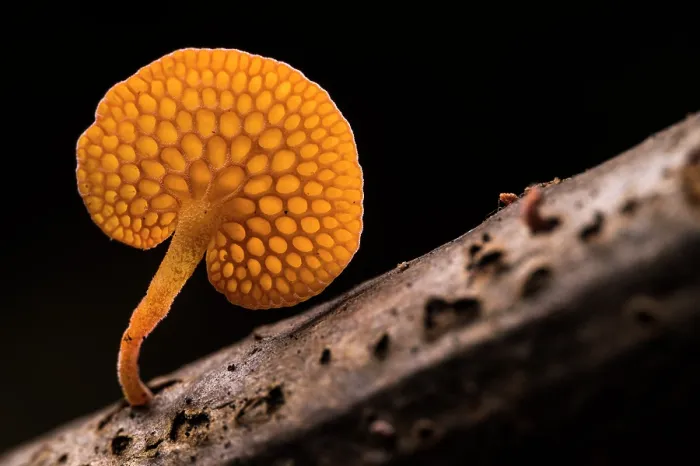 Framed Print : Orange pore fungus (Favolaschia claudopus) growing on a branch, Genoa, Italy. November Framed Print : Orange pore fungus (Favolaschia claudopus) growing on a branch, Genoa, Italy. November
