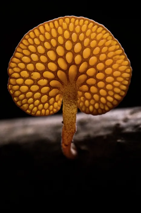 Framed Print : Orange pore fungus (Favolaschia claudopus) growing on a branch, Genoa, Italy. November Framed Print : Orange pore fungus (Favolaschia claudopus) growing on a branch, Genoa, Italy. November