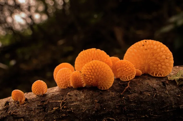 Framed Print : Orange pore fungus (Favolaschia claudopus) growing on fallen branch, Genoa, Italy. November Framed Print : Orange pore fungus (Favolaschia claudopus) growing on fallen branch, Genoa, Italy. November