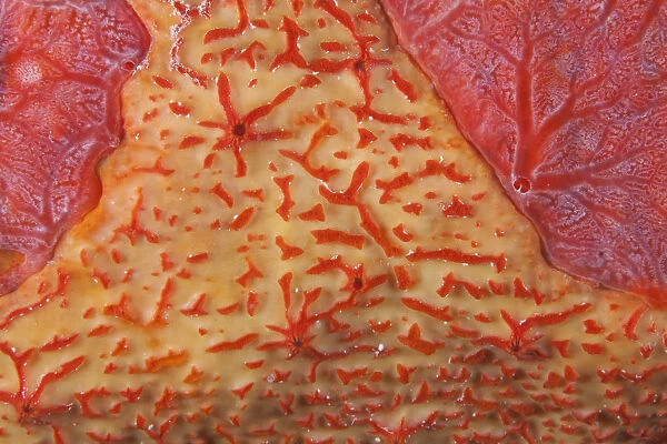 Orange sieve encrusting sponge (Diplastrella sp. ) and Red encrusting sponge