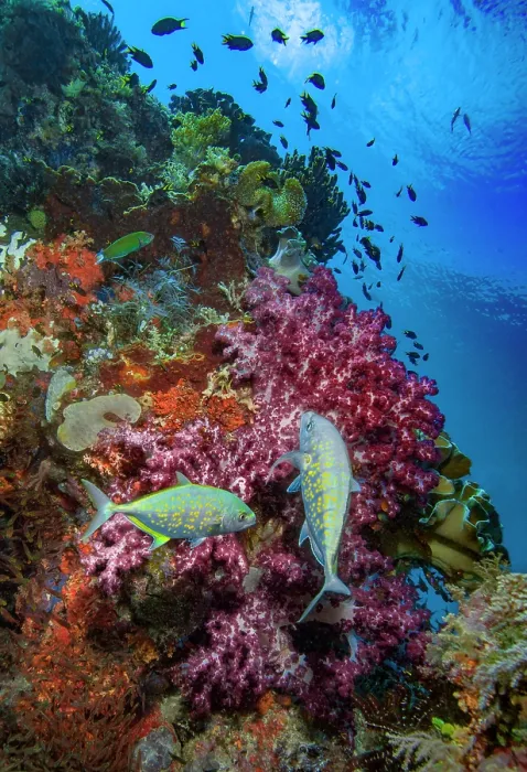 Framed Print : Orange-spotted trevally (Carangoides bajad) on a coral reef. This species may be entirely yellow in colour, or silvery blue with orange or gold spots, as seen here Framed Print : Orange-spotted trevally (Carangoides bajad) on a coral reef. This species may be entirely yellow in colour, or silvery blue with orange or gold spots, as seen here