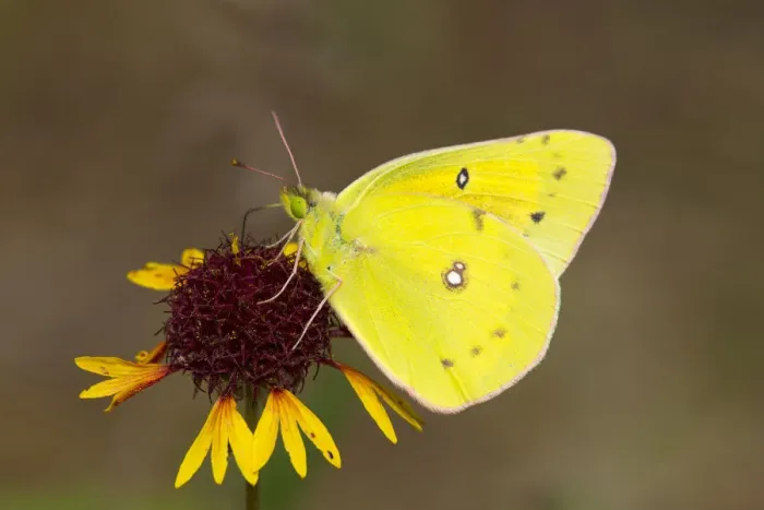 Framed Print : Orange sulphur butterfly (Colias eurytheme) on flower, Sam Houston National Forest Framed Print : Orange sulphur butterfly (Colias eurytheme) on flower, Sam Houston National Forest