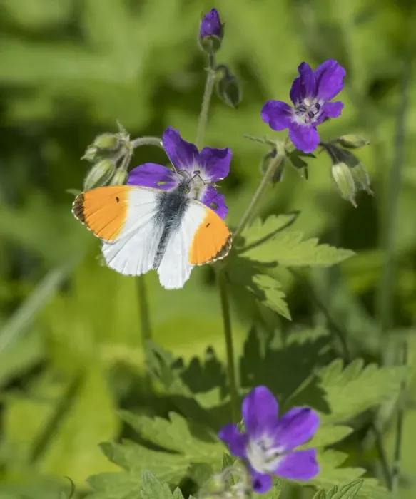 Framed Print : Orange-tip (Anthocharis cardamines), male feeding from Wood Cranesbill (Geranium sylvaticum) Framed Print : Orange-tip (Anthocharis cardamines), male feeding from Wood Cranesbill (Geranium sylvaticum)