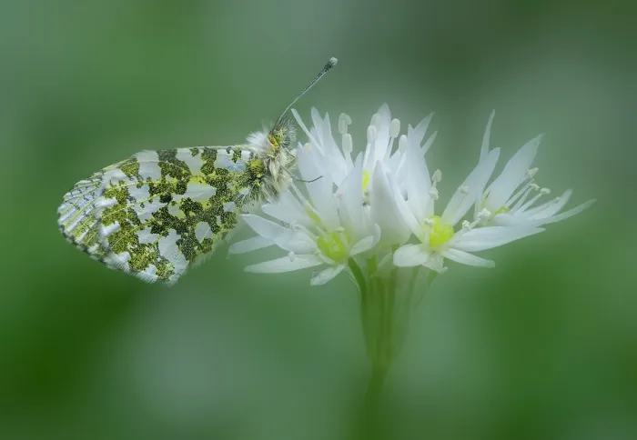 Framed Print : Orange-tip (Anthocharis cardamines) female, resting on Wild garlic (Allium ursinum) flower, Clare Glen, Tandragee, County Armagh, Northern Ireland, UK. May Framed Print : Orange-tip (Anthocharis cardamines) female, resting on Wild garlic (Allium ursinum) flower, Clare Glen, Tandragee, County Armagh, Northern Ireland, UK. May