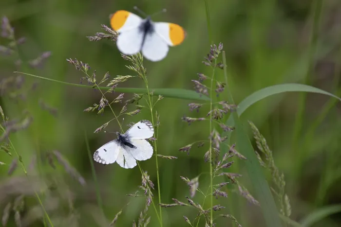 Framed Print : Orange-tip butterflies (Anthocharis cardamines) pair, mating behaviour, female offering herself to the male for copulation, Norfolk, England, UK. May Framed Print : Orange-tip butterflies (Anthocharis cardamines) pair, mating behaviour, female offering herself to the male for copulation, Norfolk, England, UK. May