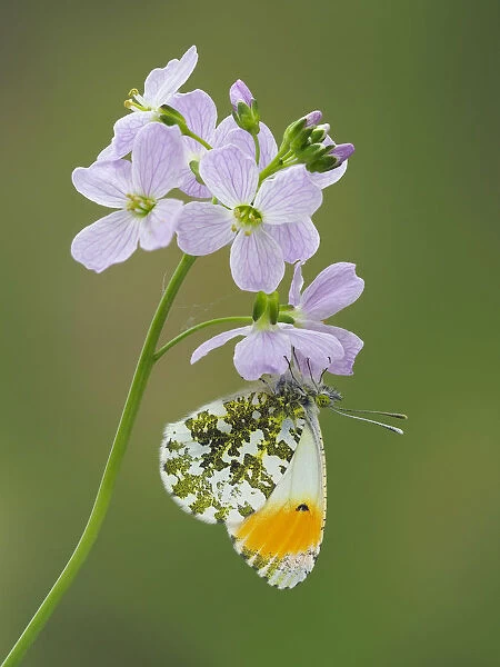 Orange tip butterfly (Anthocaris cardamines) on Cuckoo flower  /  Lady