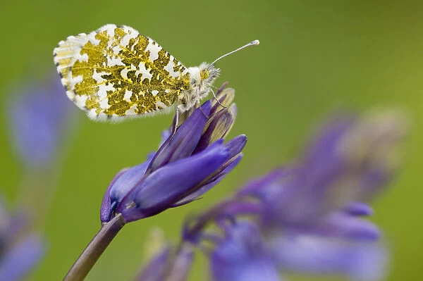 Orange Tip Butterfly (Anthocharis cardamines) female resting on bluebell, Lanhydrock woodland