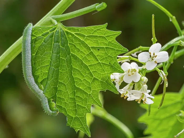 Framed Print : Orange tip butterfly (Anthocharis cardamines) caterpillar crawling over Garlic mustard (Alliaria petiolata) leaf, Orvieto, Umbria, Italy. April Framed Print : Orange tip butterfly (Anthocharis cardamines) caterpillar crawling over Garlic mustard (Alliaria petiolata) leaf, Orvieto, Umbria, Italy. April