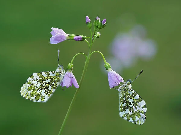 Two Orange tip butterfly (Anthocharis cardamines) roosting at dawn on Cuckooflower (Cardamine pratensis), one of its larval food plants. Hertfordshire, England. UK. May. Focus Stacked