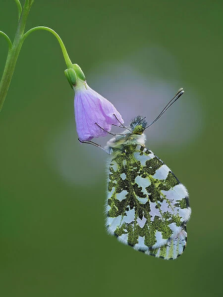 Orange tip butterfly (Anthocharis cardamines) roosting at dawn on Cuckooflower (Cardamine pratensis), one of its larval food plants. Hertfordshire, England. UK. May. Focus Stacked
