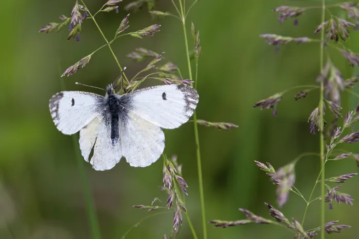 Framed Print : Orange-tip butterfly (Anthocharis cardamines) female, resting on grass stem, Norfolk, England, UK. May Framed Print : Orange-tip butterfly (Anthocharis cardamines) female, resting on grass stem, Norfolk, England, UK. May