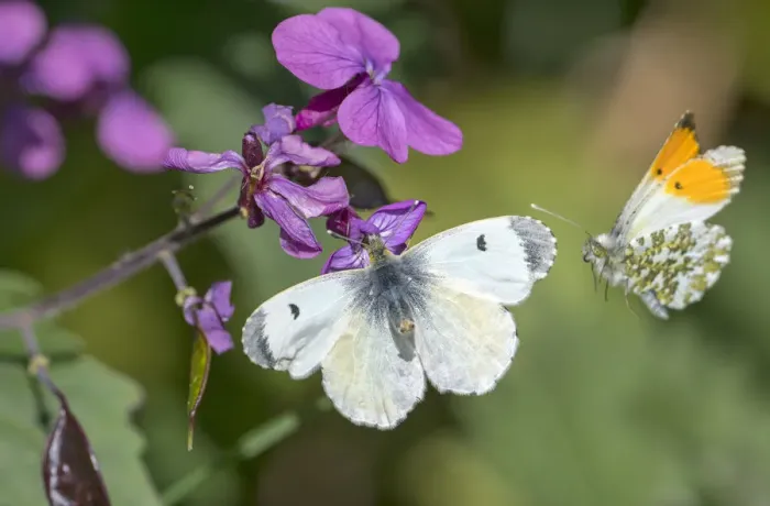 Framed Print : Orange tip butterfly (Anthocharis cardamines) female and male, visiting Honesty flower Framed Print : Orange tip butterfly (Anthocharis cardamines) female and male, visiting Honesty flower