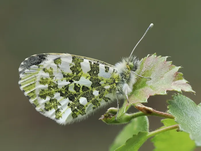 Framed Print : Orange tip butterfly (Anthocharis cardamines) female resting on a leaf, Buckinghamshire, England, UK. April. Focus stacked Framed Print : Orange tip butterfly (Anthocharis cardamines) female resting on a leaf, Buckinghamshire, England, UK. April. Focus stacked