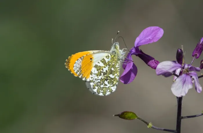 Framed Print : Orange tip butterfly (Anthocharis cardamines) male, visiting Herb Robert flower Framed Print : Orange tip butterfly (Anthocharis cardamines) male, visiting Herb Robert flower