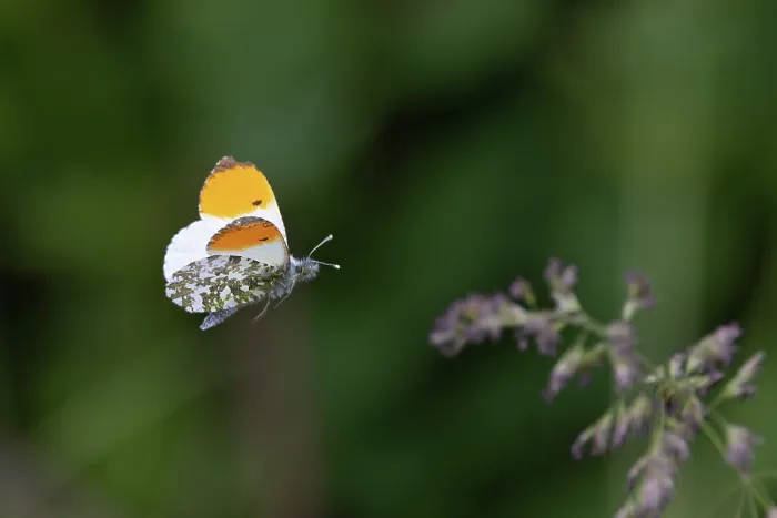 Framed Print : Orange-tip butterfly (Anthocharis cardamines) male, in flight, Norfolk, England, UK. May Framed Print : Orange-tip butterfly (Anthocharis cardamines) male, in flight, Norfolk, England, UK. May